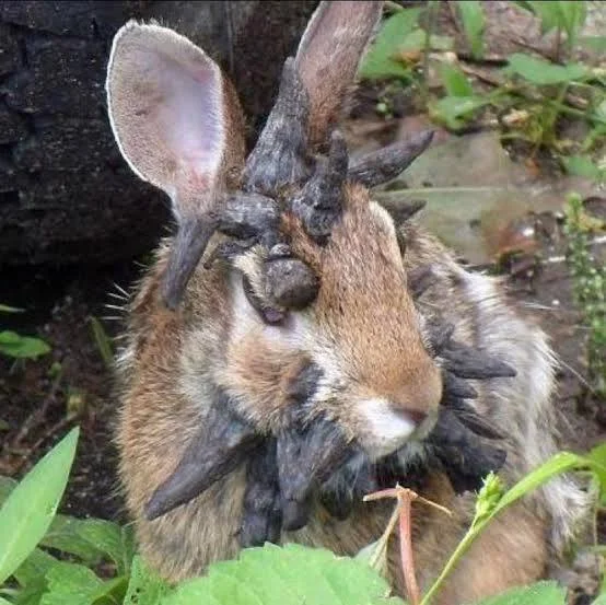 rabbit with horns