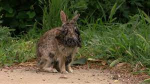 rabbit wwith horns